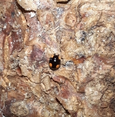 Coccinellidae