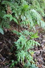 Valeriana polemonifolia
