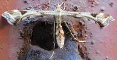 Platyptilia