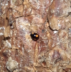 Coccinellidae