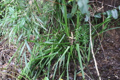 Carex multifaria