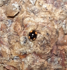 Coccinellidae