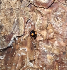 Coccinellidae