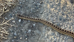 Pituophis catenifer catenifer