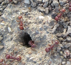 Pogonomyrmex barbatus