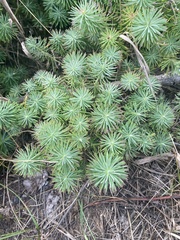 Euphorbia cyparissias