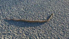 Pituophis catenifer catenifer