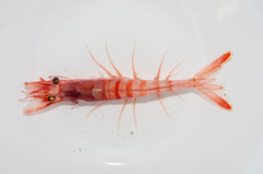 Aristaeopsis edwardsiana