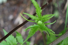 Valeriana polemonifolia
