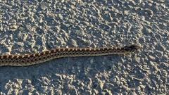 Pituophis catenifer catenifer