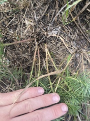 Euphorbia cyparissias