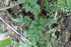 Valeriana polemonifolia