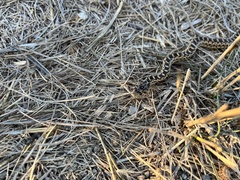 Pituophis catenifer catenifer