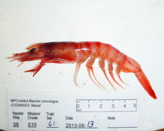 Aristaeopsis edwardsiana