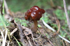 Gyromitra