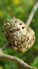 Callirhytis quercuscornigera