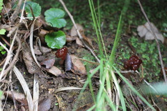 Gyromitra