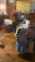 Myodocha serripes