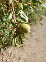 Quercus durata