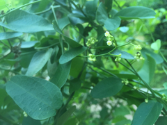 Cocculus diversifolius