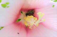 Strigoderma arbicola