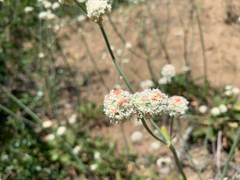 Eriogonum nudum