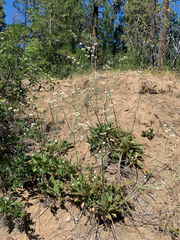 Eriogonum nudum