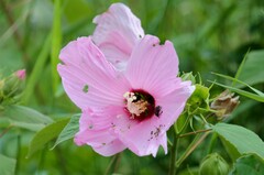 Strigoderma arbicola