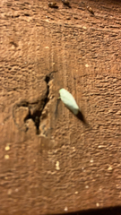 Flatormenis proxima