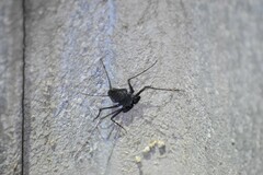 Paraphrynus carolynae