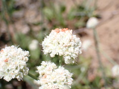 Eriogonum nudum