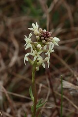 Stackhousia