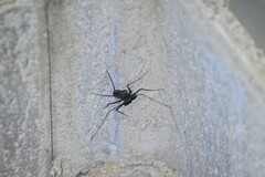 Paraphrynus carolynae