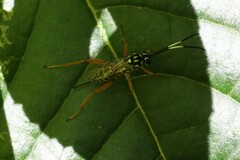 Baryceros texanus
