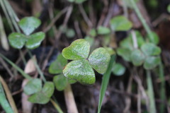 Oxalis dumetorum