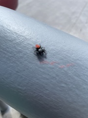 Phidippus