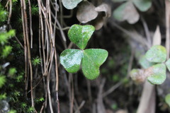 Oxalis dumetorum
