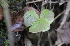 Oxalis dumetorum