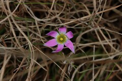 Romulea rosea