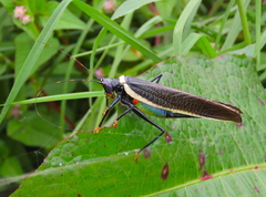 Moncheca elegans