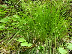 Carex geyeri