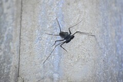 Paraphrynus carolynae