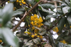 Berberis valdiviana