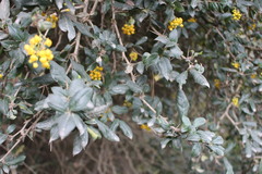 Berberis valdiviana