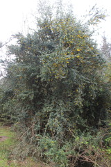 Berberis valdiviana