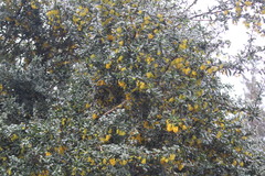 Berberis valdiviana