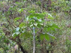 Cecropia