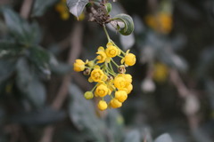 Berberis valdiviana