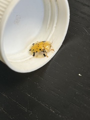 Aspidimorpha miliaris