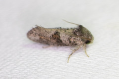 Acrolophus piger